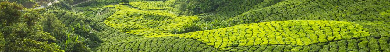 Cameron Highlands - Malaysia Cameron Highlands - Malaysia