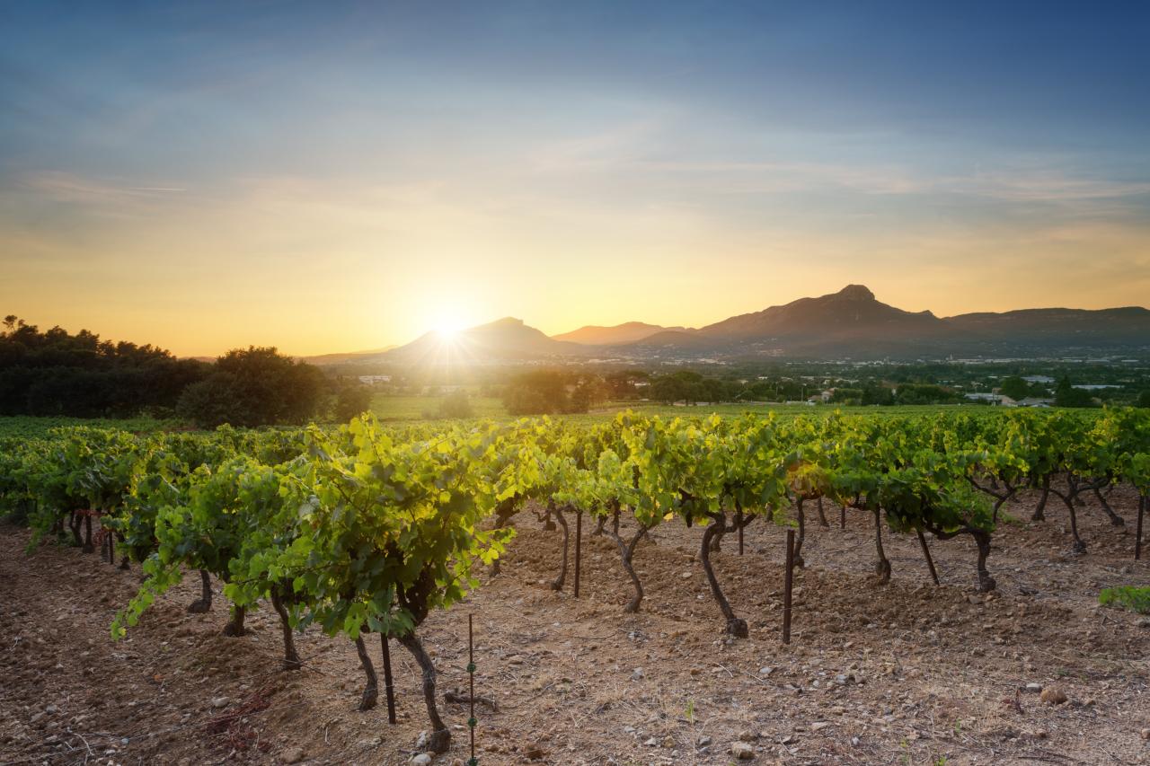 Berge+Feld+Wein+Weinberg