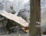 Umgestürzter Baum im Winter - Durch den starken Schneefall sind in den Alpen Bäume zu Fall gekommen.