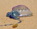 Qualle-Portugiesische Galeere - Die Portugiesische Galeere taucht immer häufiger im Mittelmeer auf. Kontakt mit den bis zu 50 Meter langen Tentakeln ist für den Menschen sehr schmerzhaft.