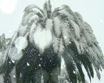 Palme im Schnee - In Griechenland sorgen ungewohnt starke Schneefälle derzeit für Chaos auf den Straßen.