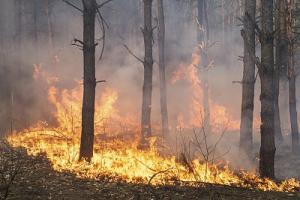 Die Waldbrände in Kanada haben den Ölpreis steigen lassen.
