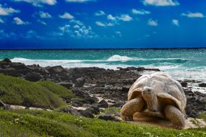 Ecuador - Galapagos - Schildkröte