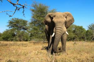 Kenia_Elefant