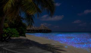 Biolumineszenz Biolumineszenz