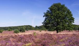Lüneburger Heide Lüneburger Heide