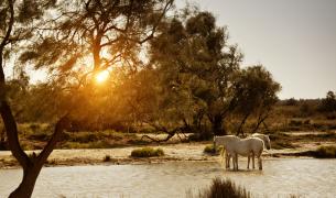 Camargue - Provence Camargue - Provence