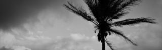 palme_sturm