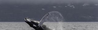Wal_Buckelwal_Whalewatching