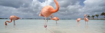 Aruba: Flamingo