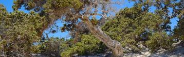 Griechenland Kreta Insel Chrissi Zeder