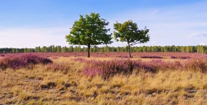 Döberitzer Heide - Dallgow Döberitz Döberitzer Heide - Dallgow Döberitz
