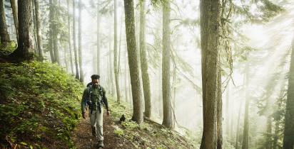 wandern+wald