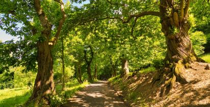 wald+waldweg+wandern