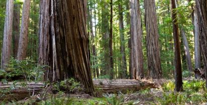USA: Kalifornien - Jedediah Smith Redwood State Park