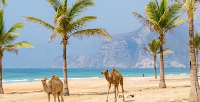Berge-Meer-Oman-Kamele-Strand