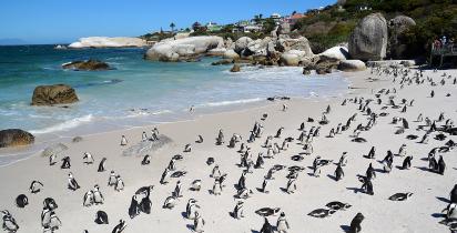 Boulders Beach - Simon's Town Boulders Beach - Simon's Town