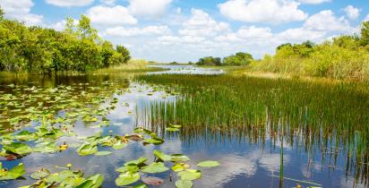 Everglades - Florida Everglades - Florida
