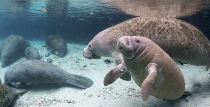 Rundreise USA: Florida - Crystal River