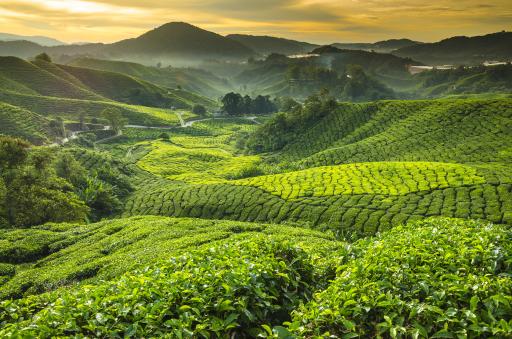 Cameron Highlands - Malaysia Cameron Highlands - Malaysia