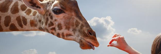 Giraffe+Tiere+Zoo