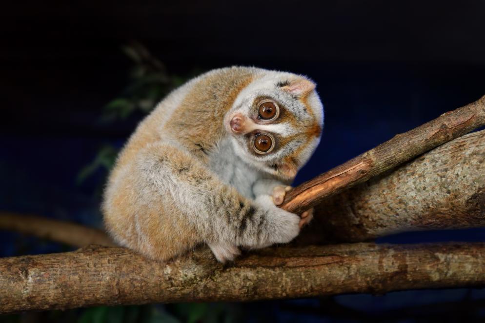 Madagaskar Madagaskar