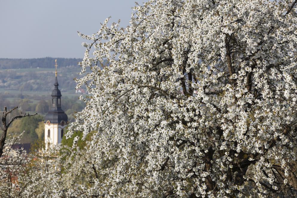 Kirschblüte Walberla - Forchheim Kirschblüte Walberla - Forchheim