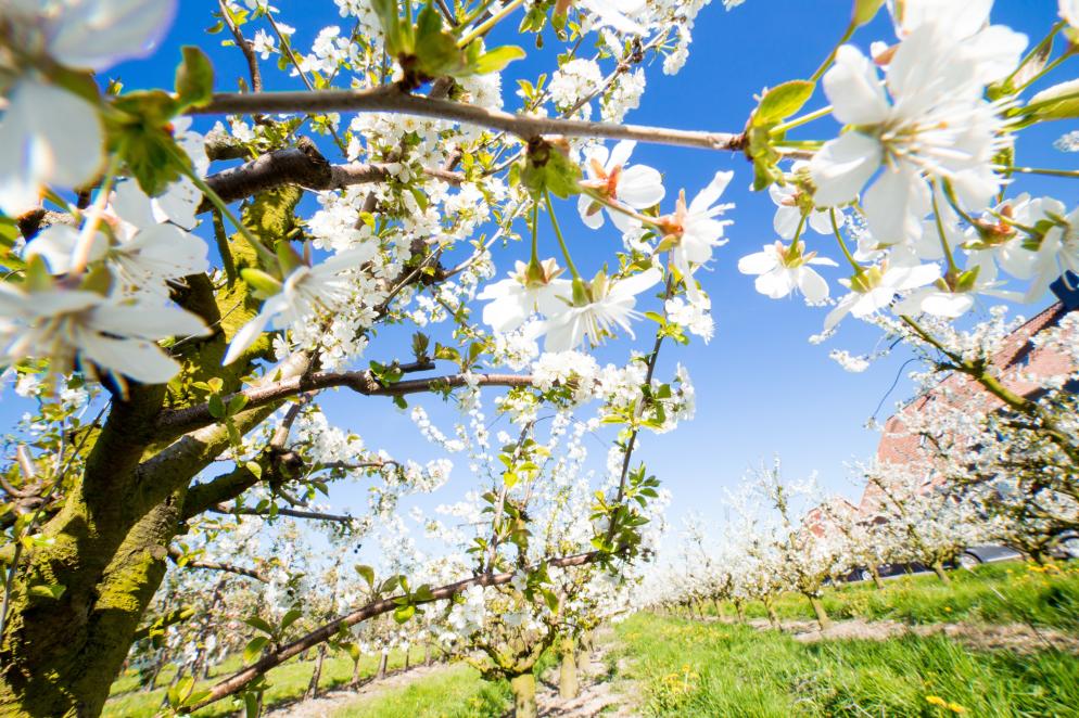 Obstbaumblüte Altes Land - Niedersachsen Obstbaumblüte Altes Land - Niedersachsen
