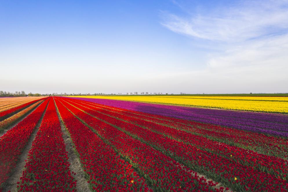 Tulpenfelder Schwaneberg - Magdeburg Tulpenfelder Schwaneberg - Magdeburg