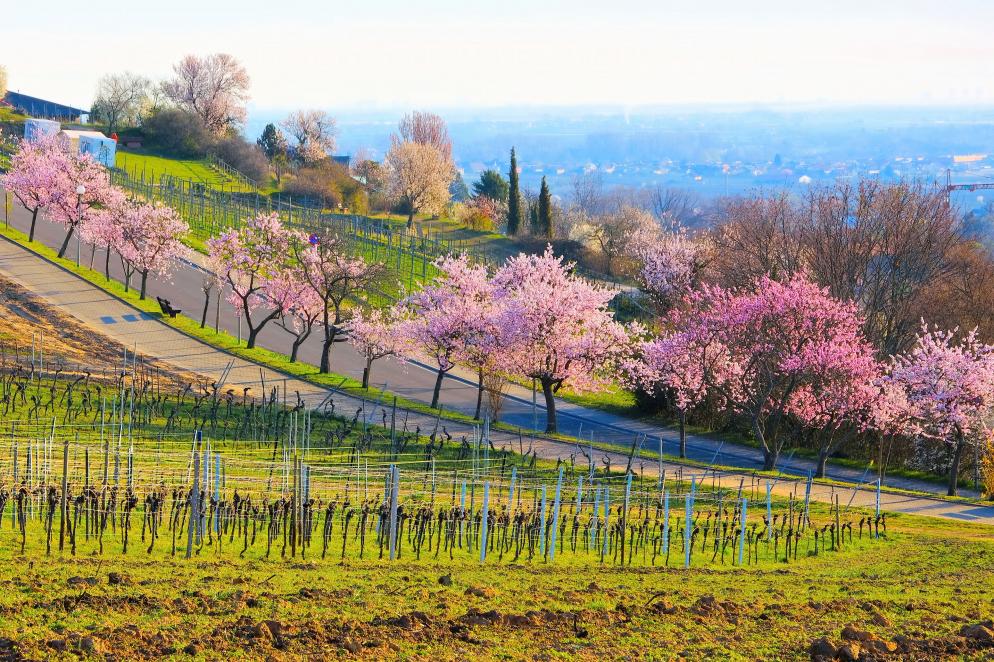 Mandelblüte Gimmeldingen - Neustadt An Der Weinstraße Mandelblüte Gimmeldingen - Neustadt An Der Weinstraße