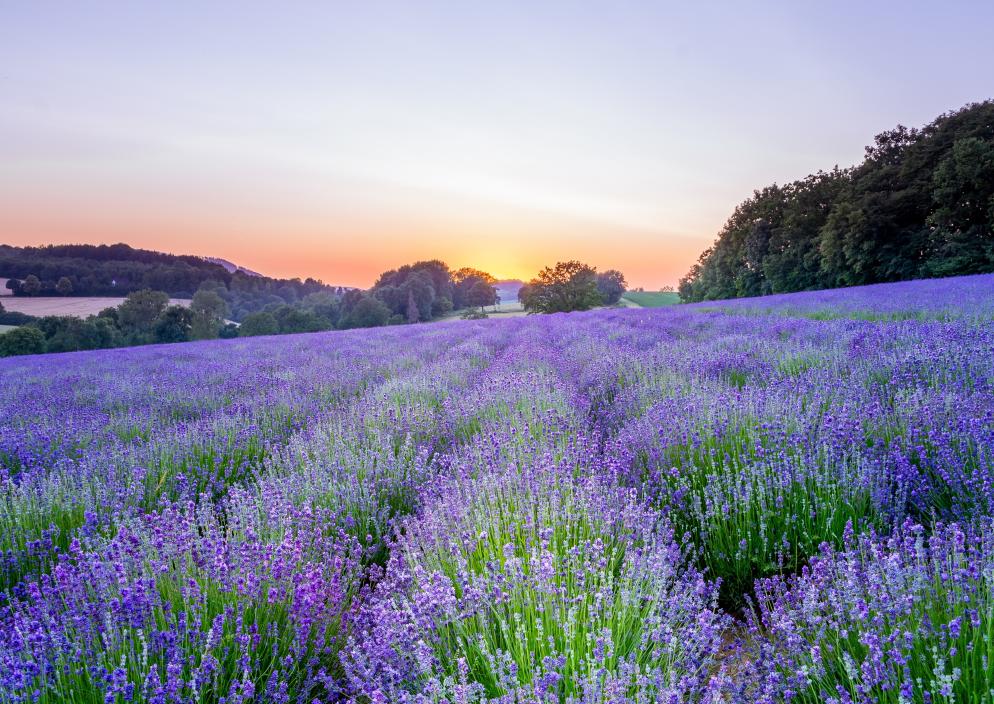 Lippische Provence - Detmold Lippische Provence - Detmold