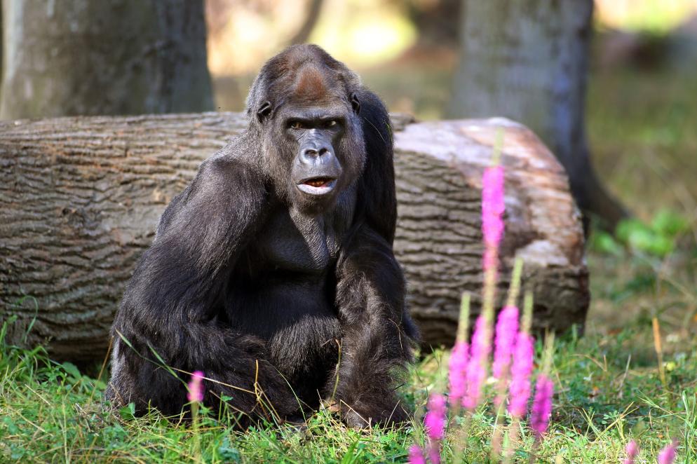 Gorilla#Zoo_Rostock/Gohlke