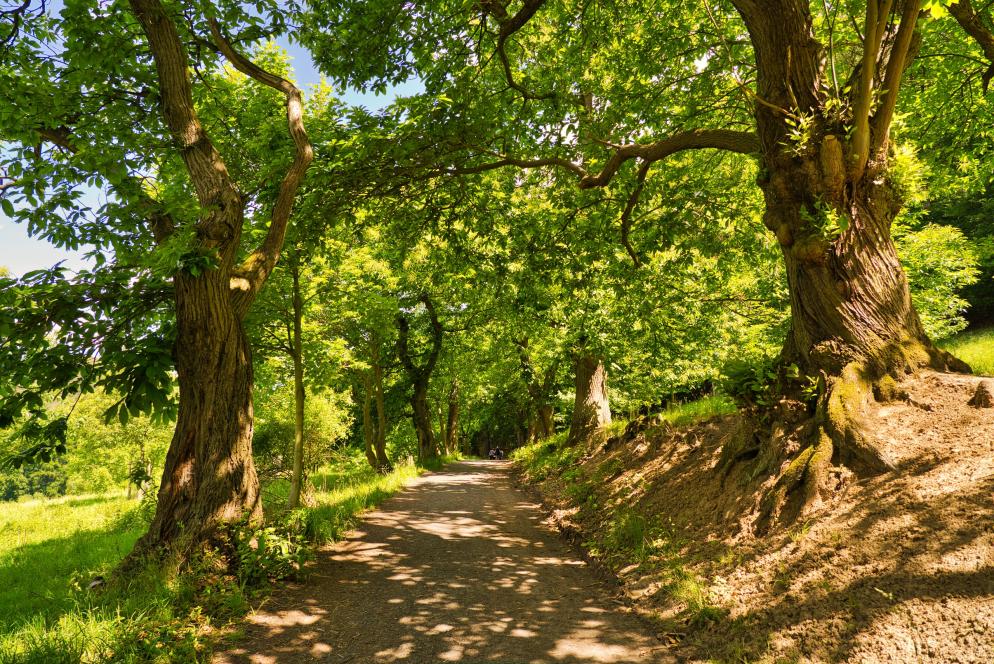 wald+waldweg+wandern