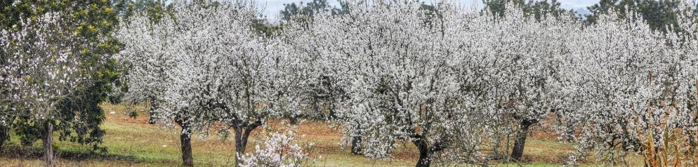 Spanien_ Mallorca - Mandelblüte_schmal