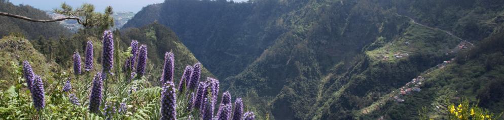 Portugal-Madeira-Curral-Lupinen-Emotion_lvo