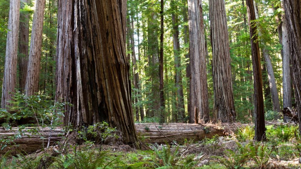 USA: Kalifornien - Jedediah Smith Redwood State Park