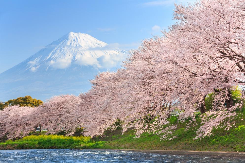 Japan: Sakura - Kirschblüte