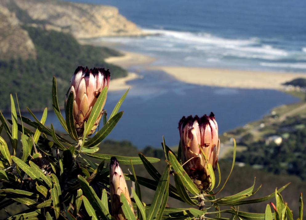 Südafrika: Kaptstadt - Blume Protea
