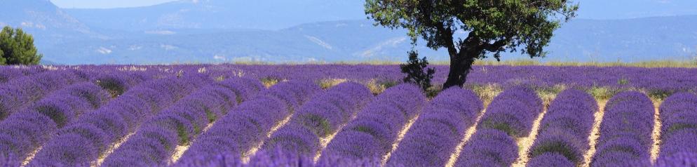 Frankreich: Provence - Emotion II