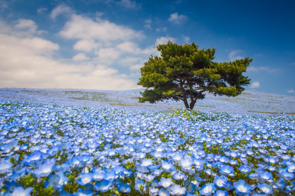 Japan: Hitachi Seaside Park