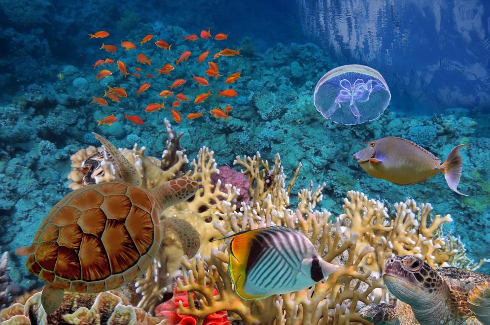 Aegypten: Sharm El Sheik - Tauchen