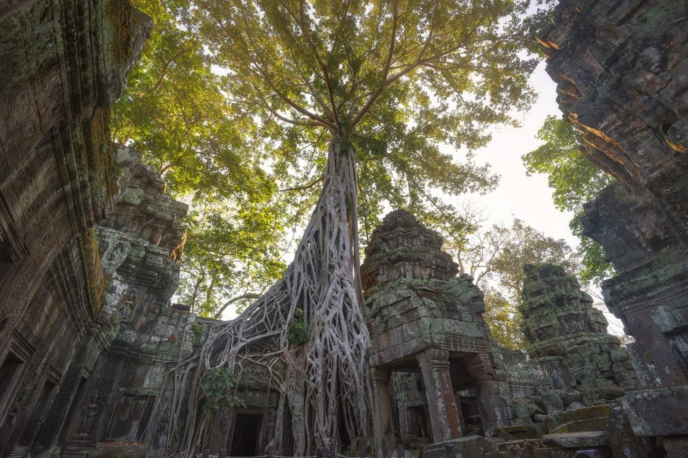 Kambodscha: Angkor Wat Ta Prohm