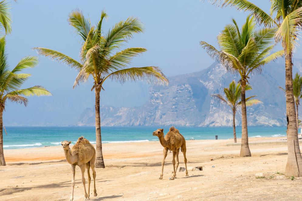 Berge-Meer-Oman-Kamele-Strand
