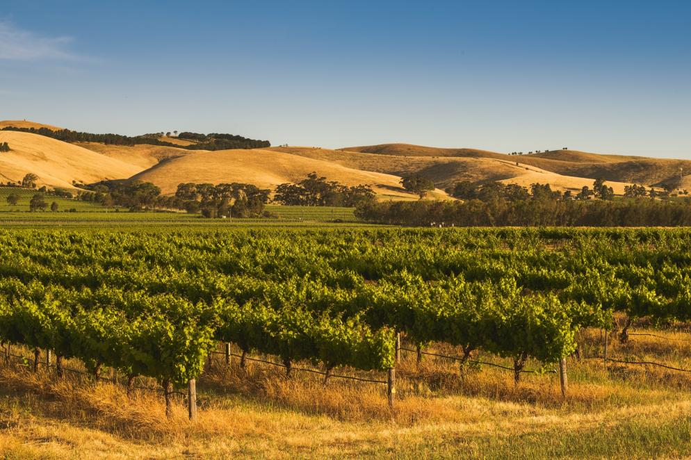 Australien: Wein Wüste Zuschnitt