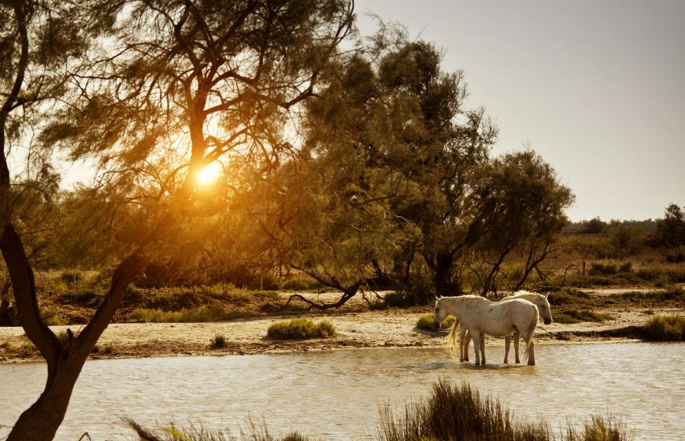 Camargue - Provence Camargue - Provence