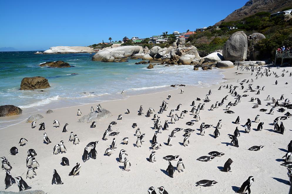 Boulders Beach - Simon's Town Boulders Beach - Simon's Town
