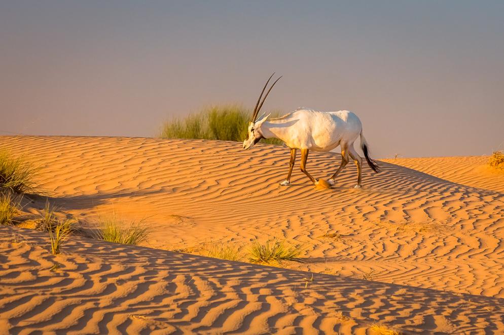 Dubai Desert Conservation - Dubai Dubai Desert Conservation - Dubai