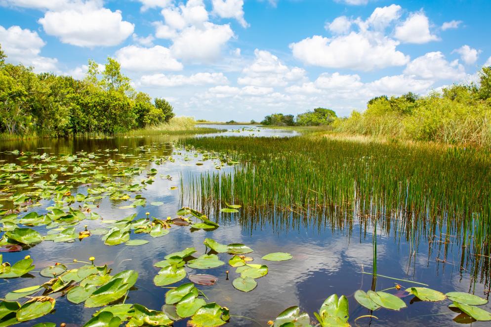 Everglades - Florida Everglades - Florida