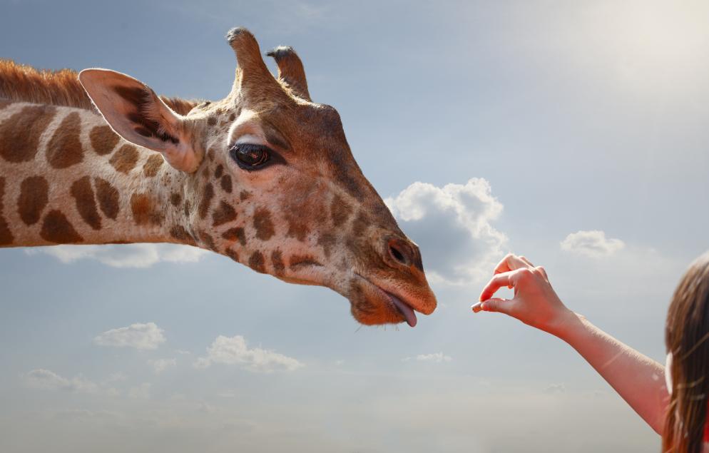 Giraffe+Tiere+Zoo