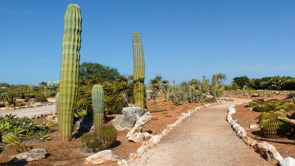 Botanicactus - Mallorca Botanicactus - Mallorca